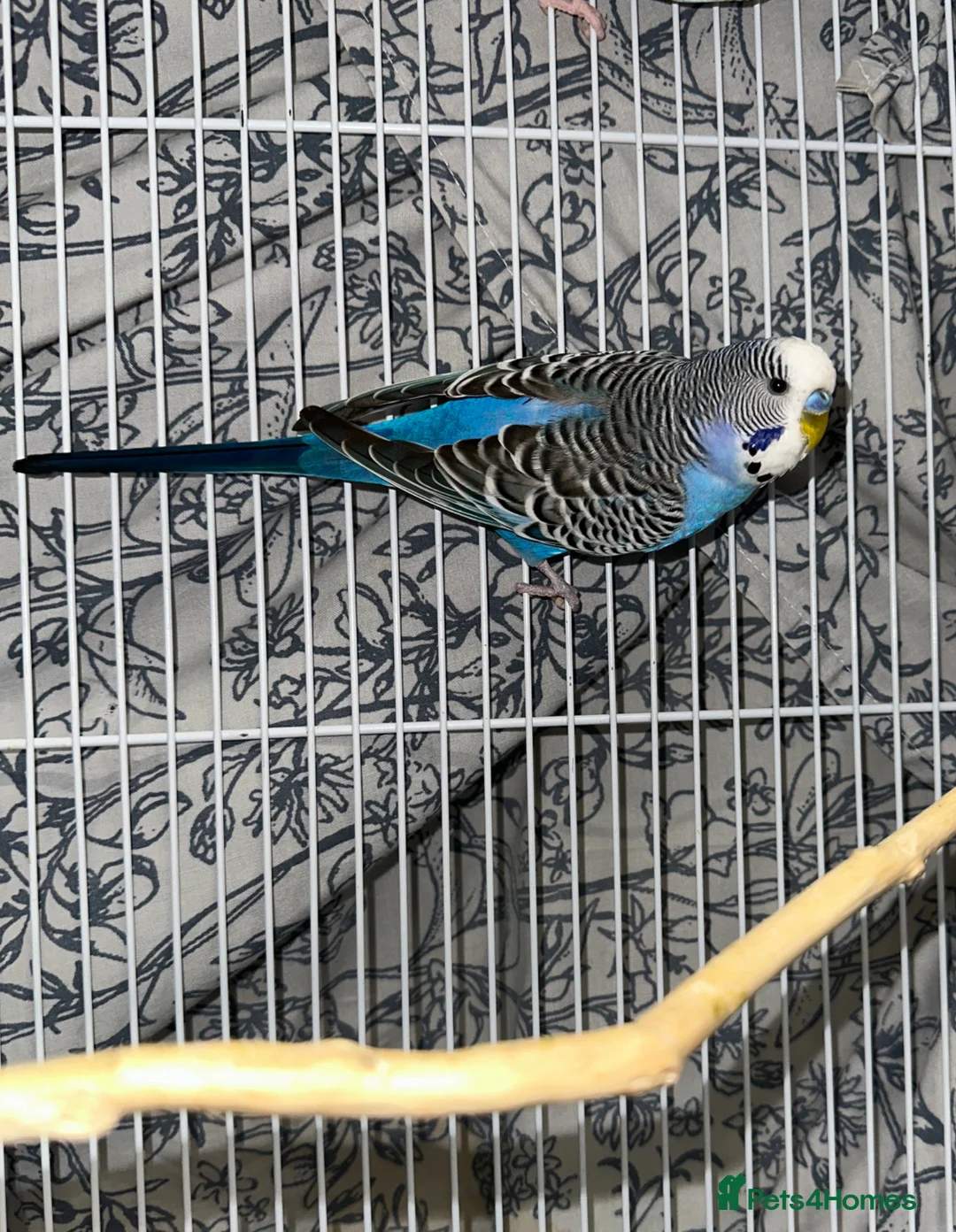 Budgerigars birds for sale: Male Budgie  in Bracknell - Advert 1