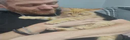 Maine Coon cats for sale: 4 Beautiful Full Maine Coon Kittens Ginger Girl - Advert 11
