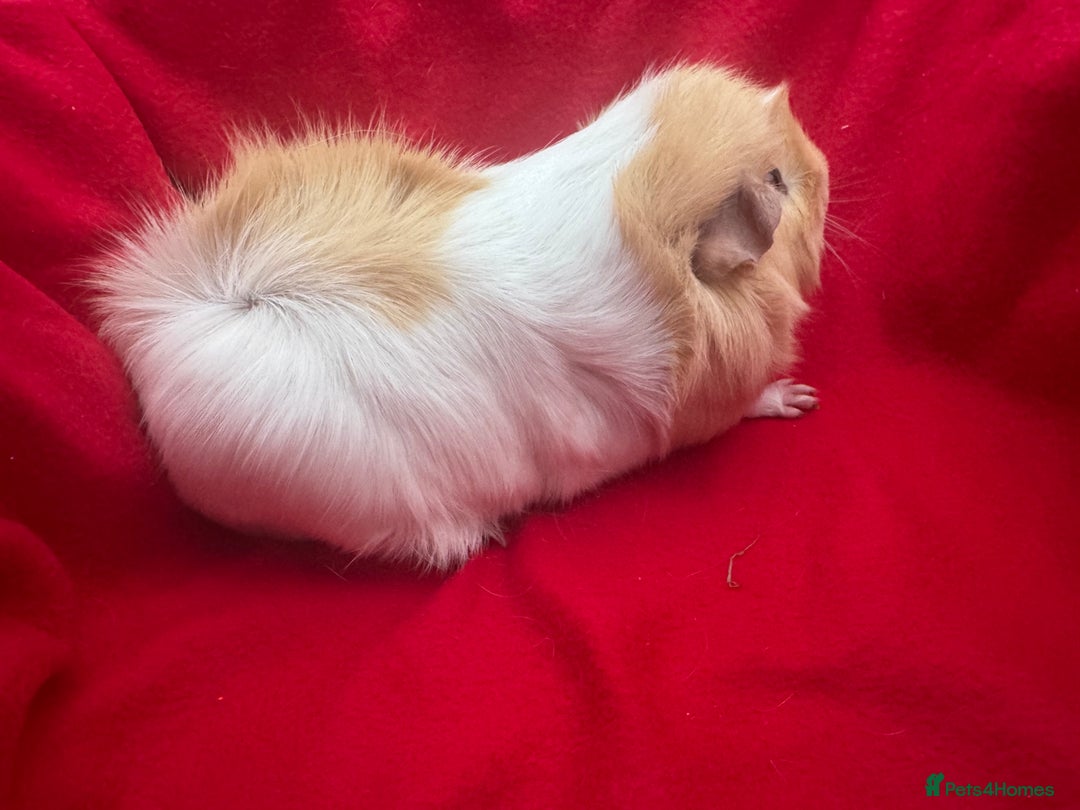 Guinea Pig rodents for sale: Mixed aged females  - Image 13