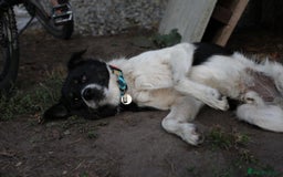 Mixed Breed dogs for adoption: 💙🐶 BOB 🐶💙 - Image 4