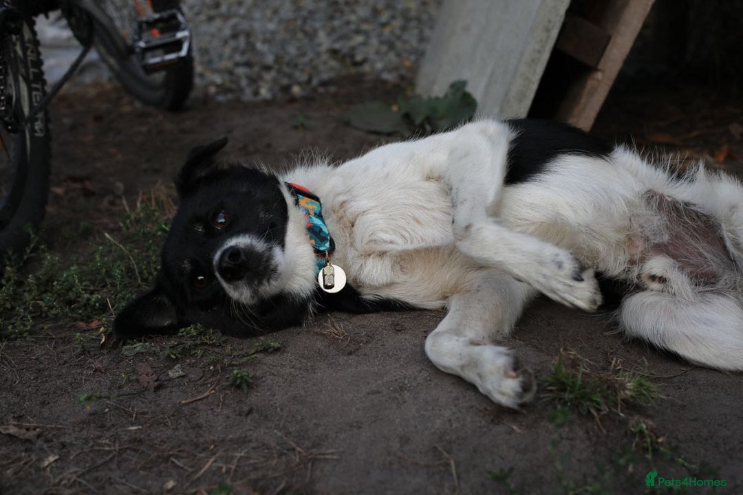 Mixed Breed dogs for adoption: 💙🐶 BOB 🐶💙 - Image 4