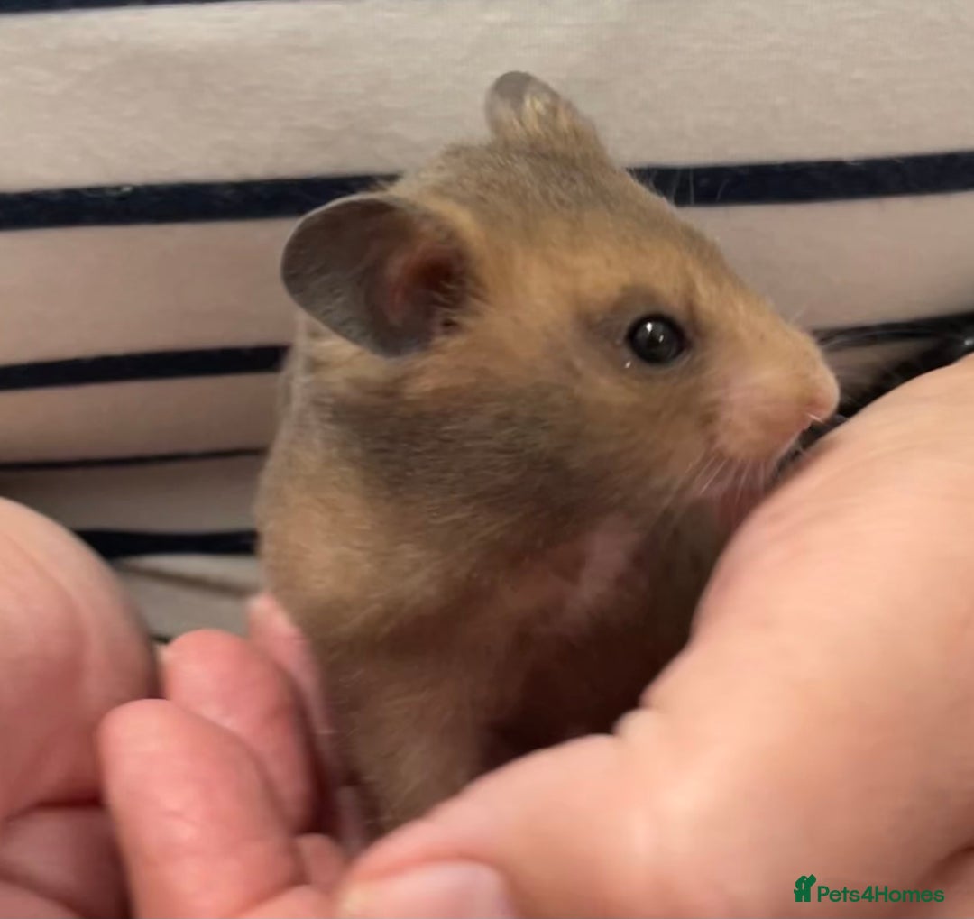 Hamster rodents for sale: Baby Syrian hamsters from show stock  - Image 16