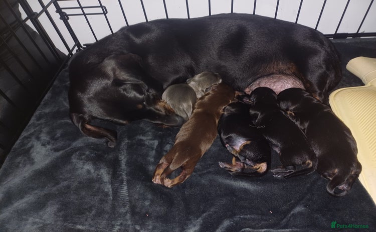 Miniature Dachshund dogs - Advert 5