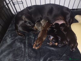 Miniature Dachshund dogs - Advert 4