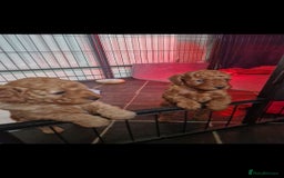 Cockapoo dogs for sale: Adorable red f1b toy cockapoos  - Advert 8