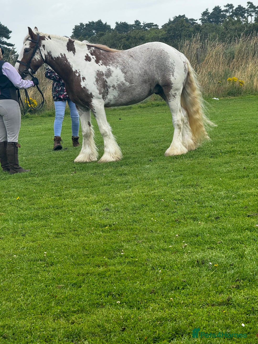 Irish Cob horses for sale: Asby Mills cob lightly backed  - Image 4