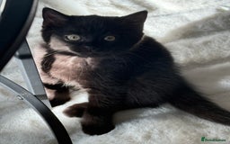 British Shorthair cats for sale: Fluffy Chocolate British Shorthair Kittens 🐾 - Image 23