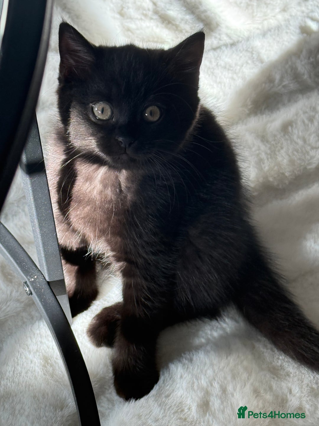 British Shorthair cats for sale: Fluffy Chocolate British Shorthair Kittens 🐾 - Image 23