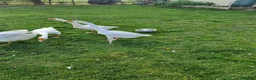 Geese poultry for sale: White Chinese geese  - Advert 4
