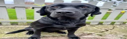 Labrador Retriever dogs for sale: KC REGISTERED LABRADOR PUPPIES - Advert 4