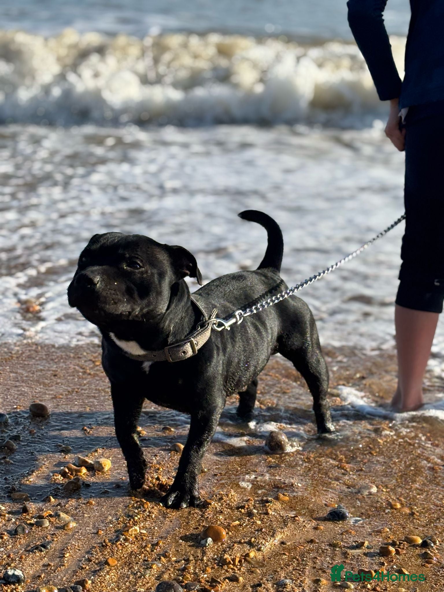 Staffordshire Bull Terrier dogs Black gorgeous male stud in Chatham - Advert 16