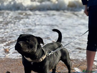Staffordshire Bull Terrier dogs Black gorgeous male stud in Chatham - Advert 14