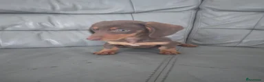 Miniature Dachshund 3