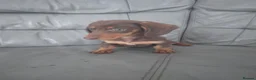 Miniature Dachshund dogs for sale: Dachshund  - Advert 3