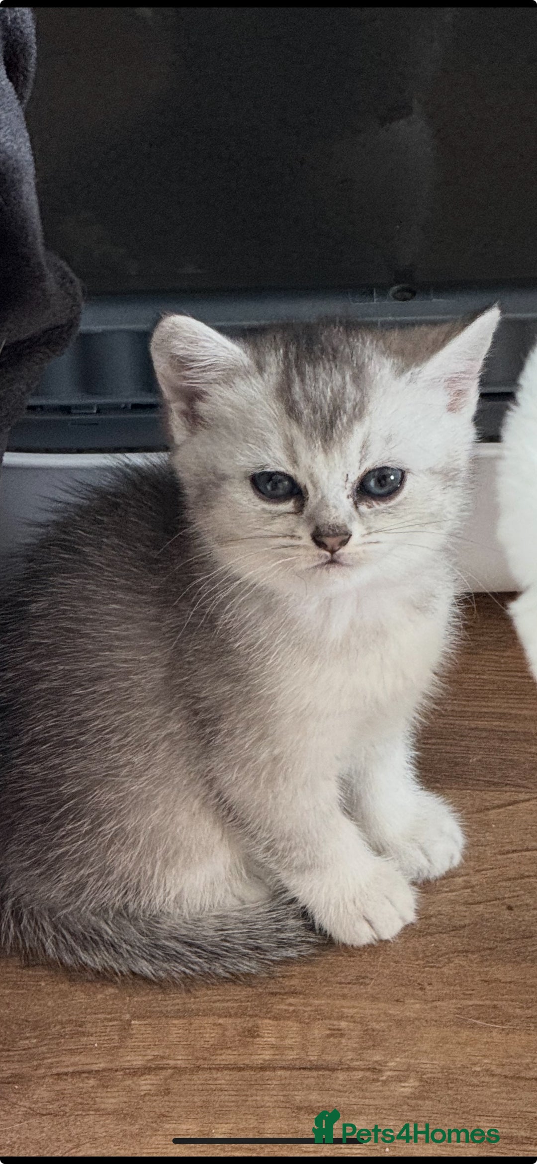 British Shorthair cats for sale: British shorthair x kittens for sale - Image 4