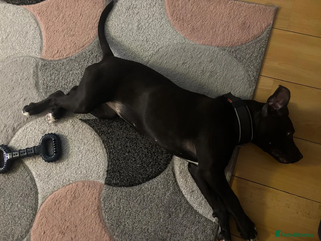 Mixed Breed dogs for sale: Staffy x presa canario  - Advert 8