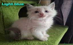 Ragdoll cats for sale: GCCF Gorgeous Pure Pedigree Ragdoll Kittens - Image 10