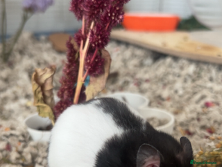 Hamster rodents - Advert 2