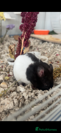 Hamster rodents - Advert 1