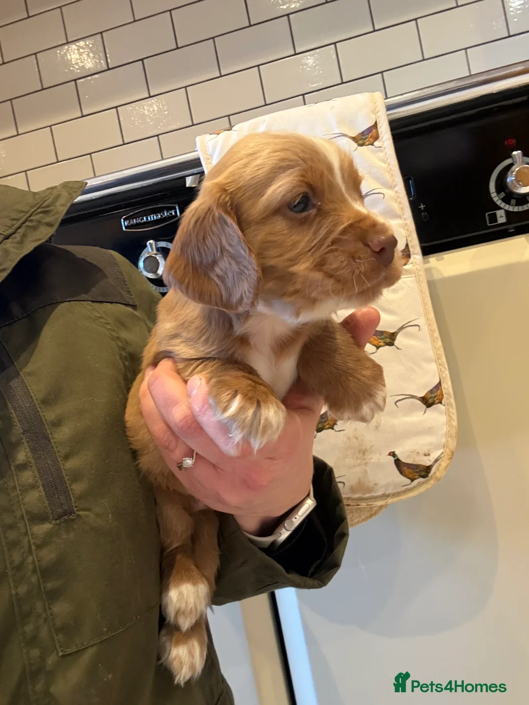 Cocker Spaniel dogs for sale: Gorgeous KC reg, working cocker spaniel pups  - Advert 11