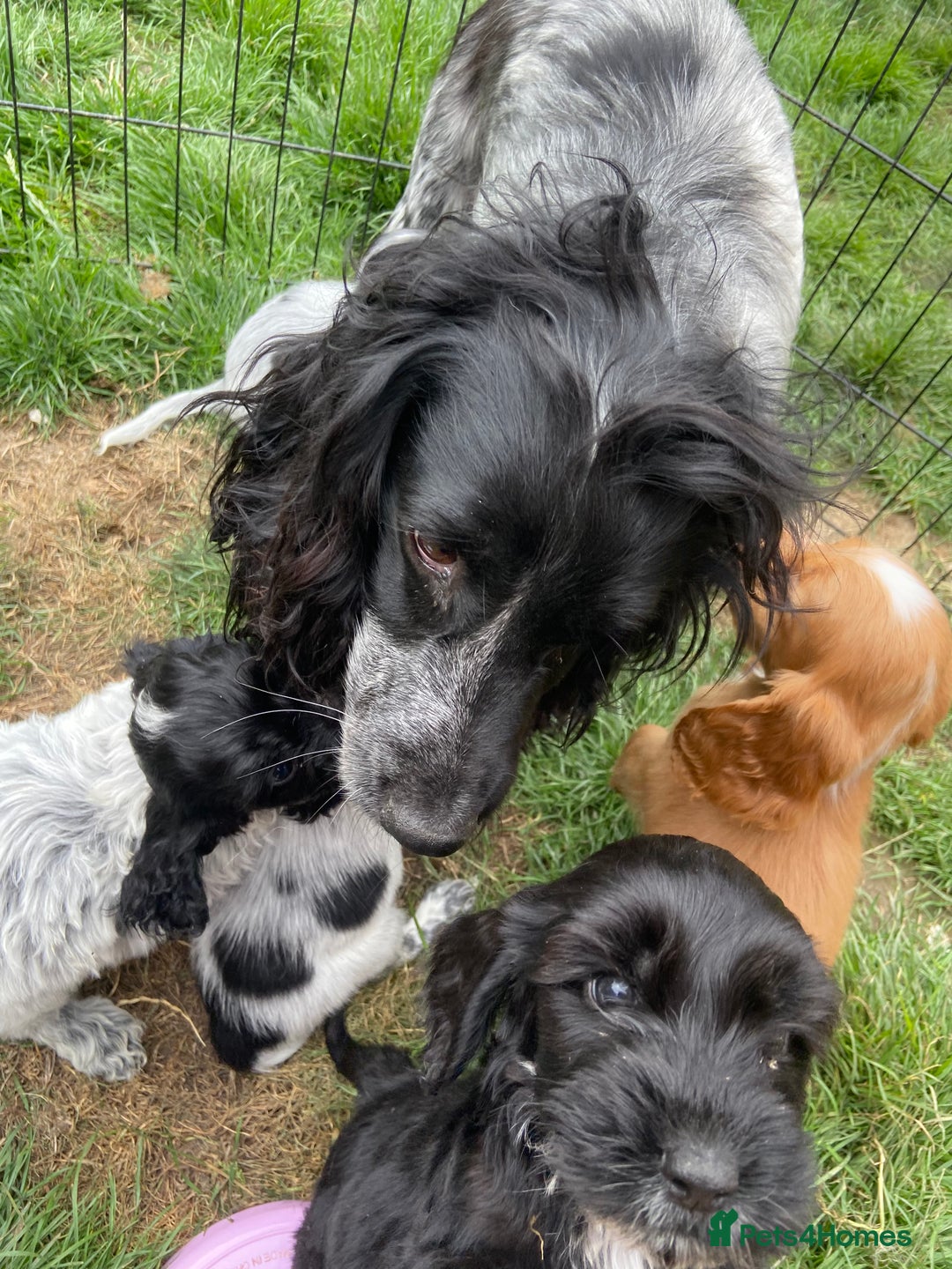 Cockapoo dogs for sale: Cockapoo puppies  - Image 14