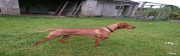 Hungarian Vizsla dogs for stud: Proven Hungarian Vizsla Stud Dog in Badminton - Advert 3
