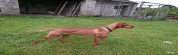 Hungarian Vizsla dogs for stud: Proven Hungarian Vizsla Stud Dog in Badminton - Advert 3