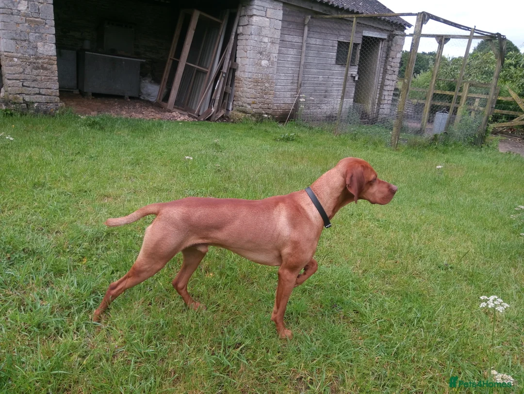 Hungarian Vizsla dogs for stud: Proven Hungarian Vizsla Stud Dog in Badminton - Advert 3