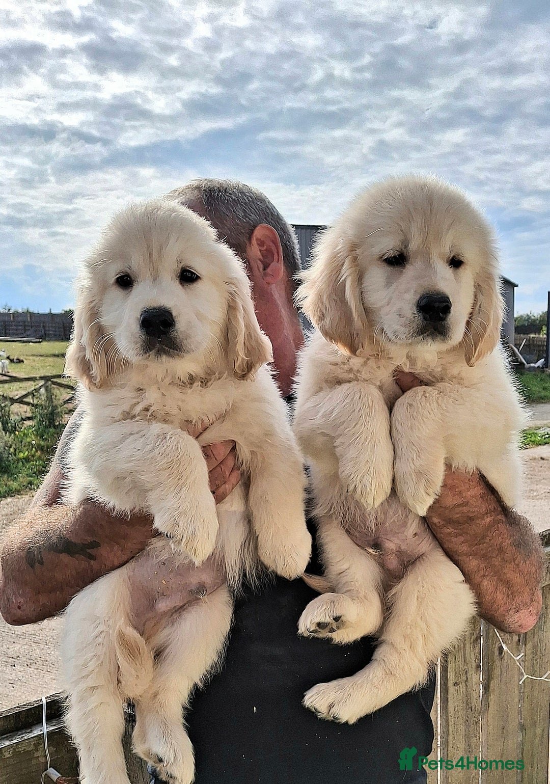 Golden Retriever dogs for sale: Golden Retreiver Puppies  - Image 1