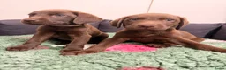 Labrador Retriever dogs for sale: 2 LEFT READY SOON KC CHOCOLATE LABRADOR PUPPIES - Advert 7