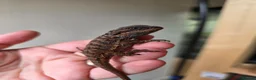 Bearded Dragon reptiles for sale: Baby red monster bearded dragons  - Advert 6
