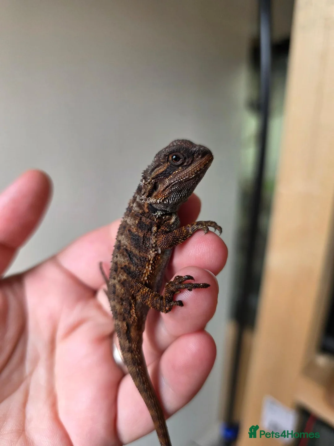 Bearded Dragon reptiles for sale: Baby red monster bearded dragons  - Advert 6