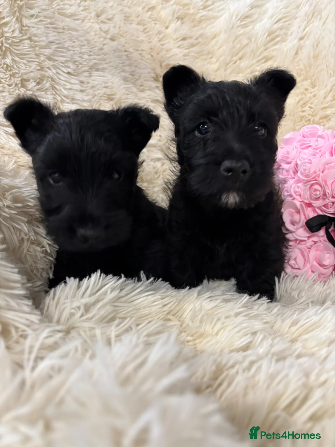 Scottish Terrier dogs for sale: Scottish terrier pups  in Crumlin - Advert 2