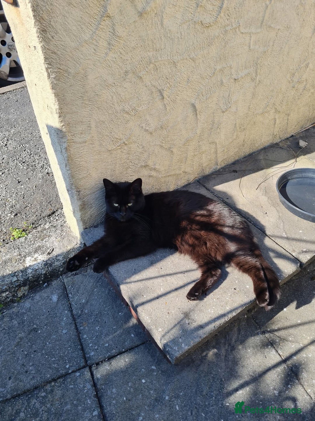 Domestic Shorthair cats for sale: Male and females available - Image 3