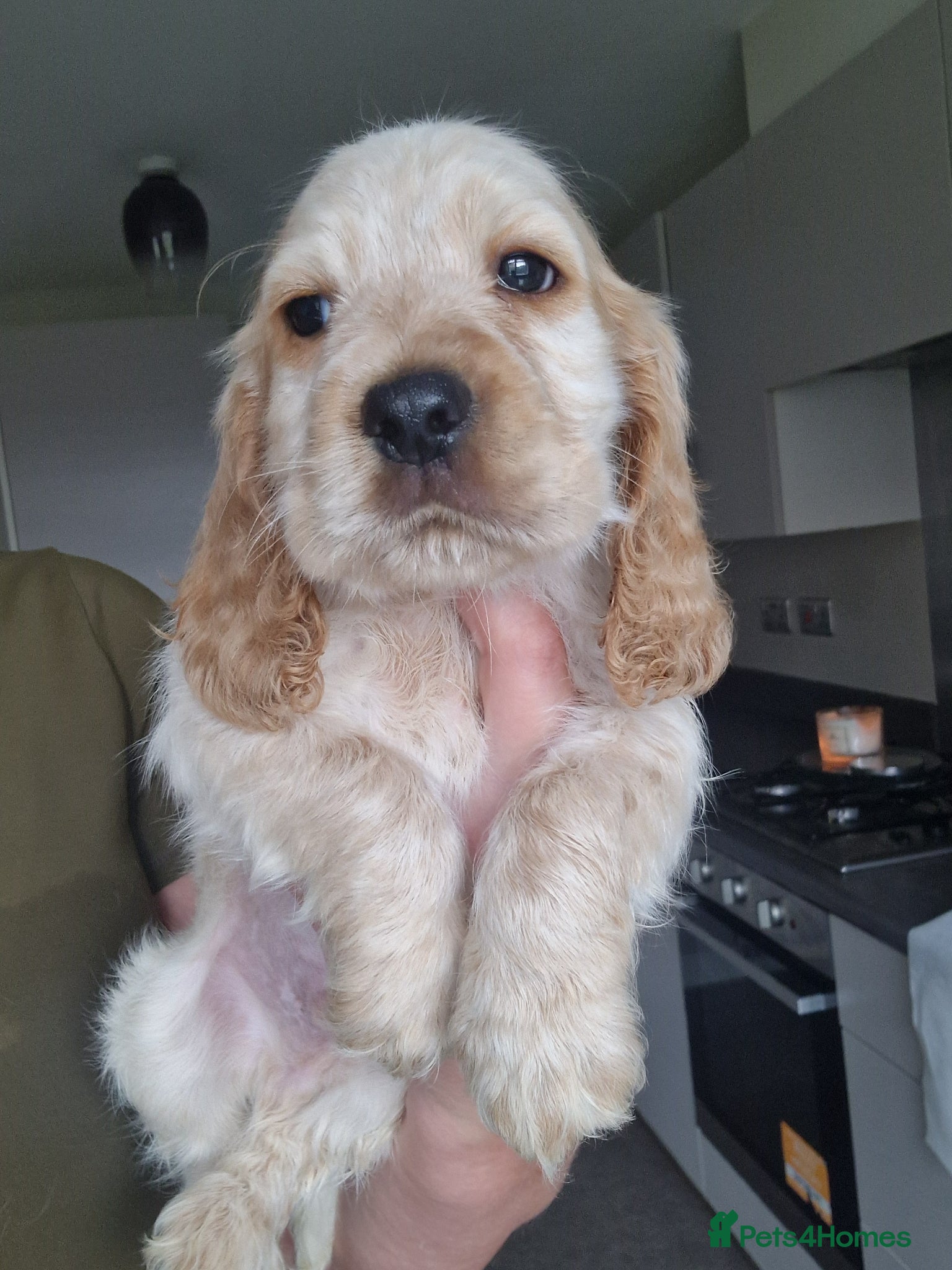 Cocker Spaniel dogs !!KC Registered Beautiful show Cocker Spaniels!!!  - Advert 1