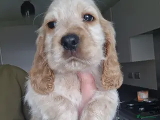 Cocker Spaniel dogs !!KC Registered Beautiful show Cocker Spaniels!!! - Advert 1
