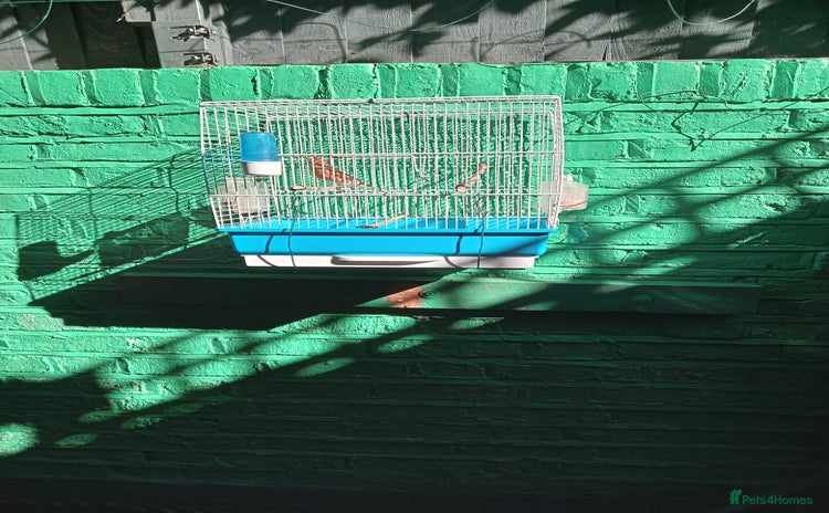 Canaries birds - Advert 1