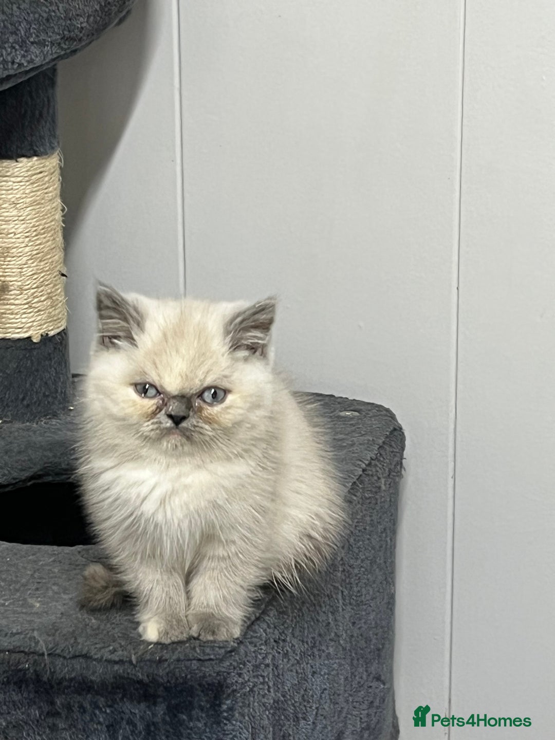 Exotic cats for sale: Stunning Exotic Kittens  - Advert 18