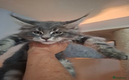 Maine Coon cats for sale: Xxl  full  mainecoon  kittens  in Crawley - Image 7