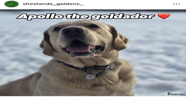 Goldador dogs in Oswestry - Advert 4