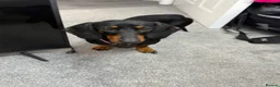 Dachshund dogs for sale: Cola  - Advert 6