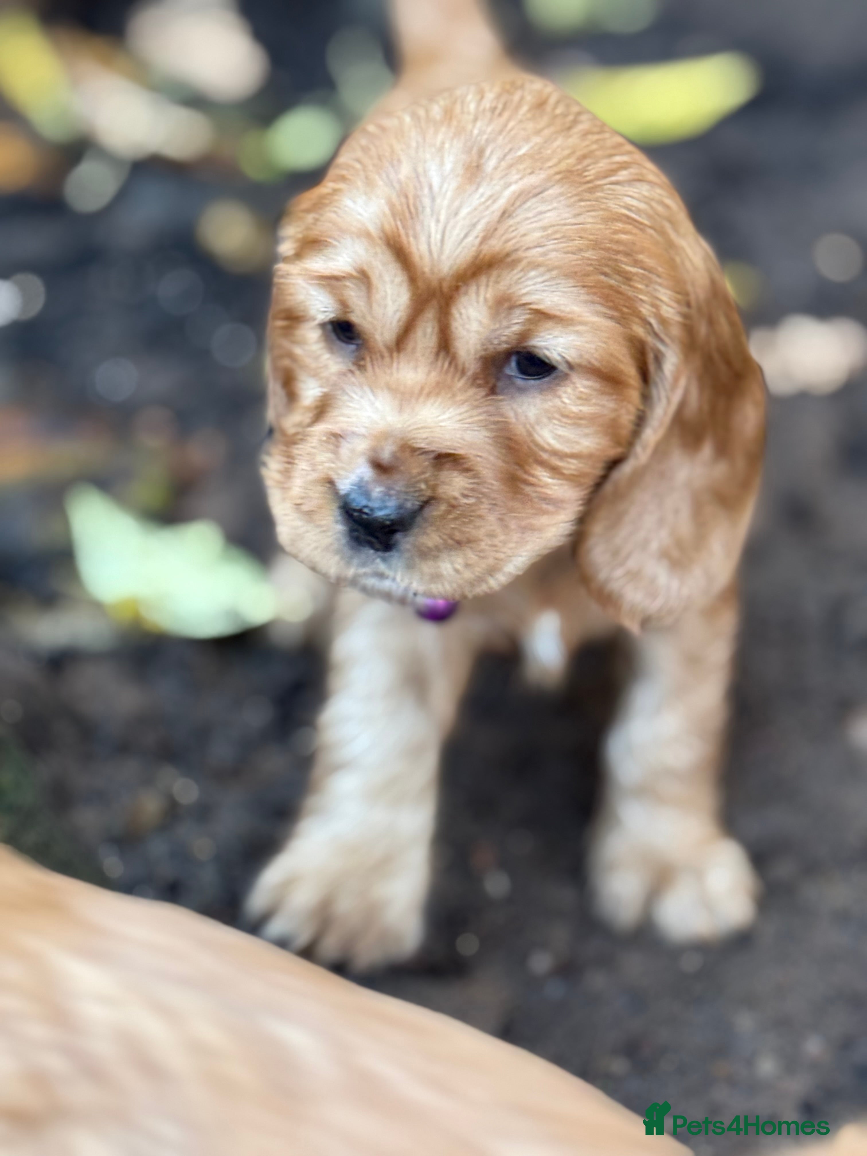 Cocker Spaniel dogs Beautiful Gold English cocker spaniels  - Advert 4