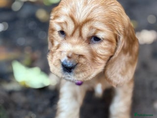 Cocker Spaniel dogs Beautiful Gold English cocker spaniels - Advert 2