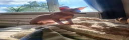 Sphynx cats for sale: Last Canadian sphynx looking for a loving home  - Advert 28