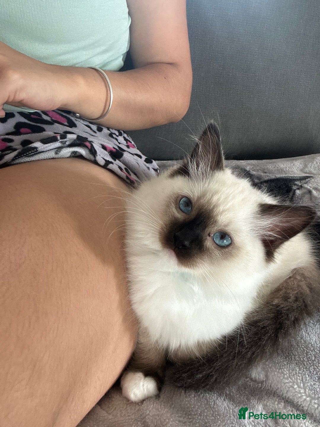 Ragdoll cats for sale: 🐾 LAST MALE RAGDOLL AVAILABLE READY TO GO💕 in Taunton - Image 25