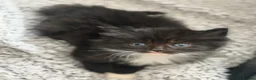 Mixed Breed cats for sale: 3 beautiful kittens for sale  - Advert 24