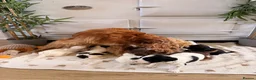 Cockapoo dogs for sale: Beautiful cockerpoo puppies  - Advert 17