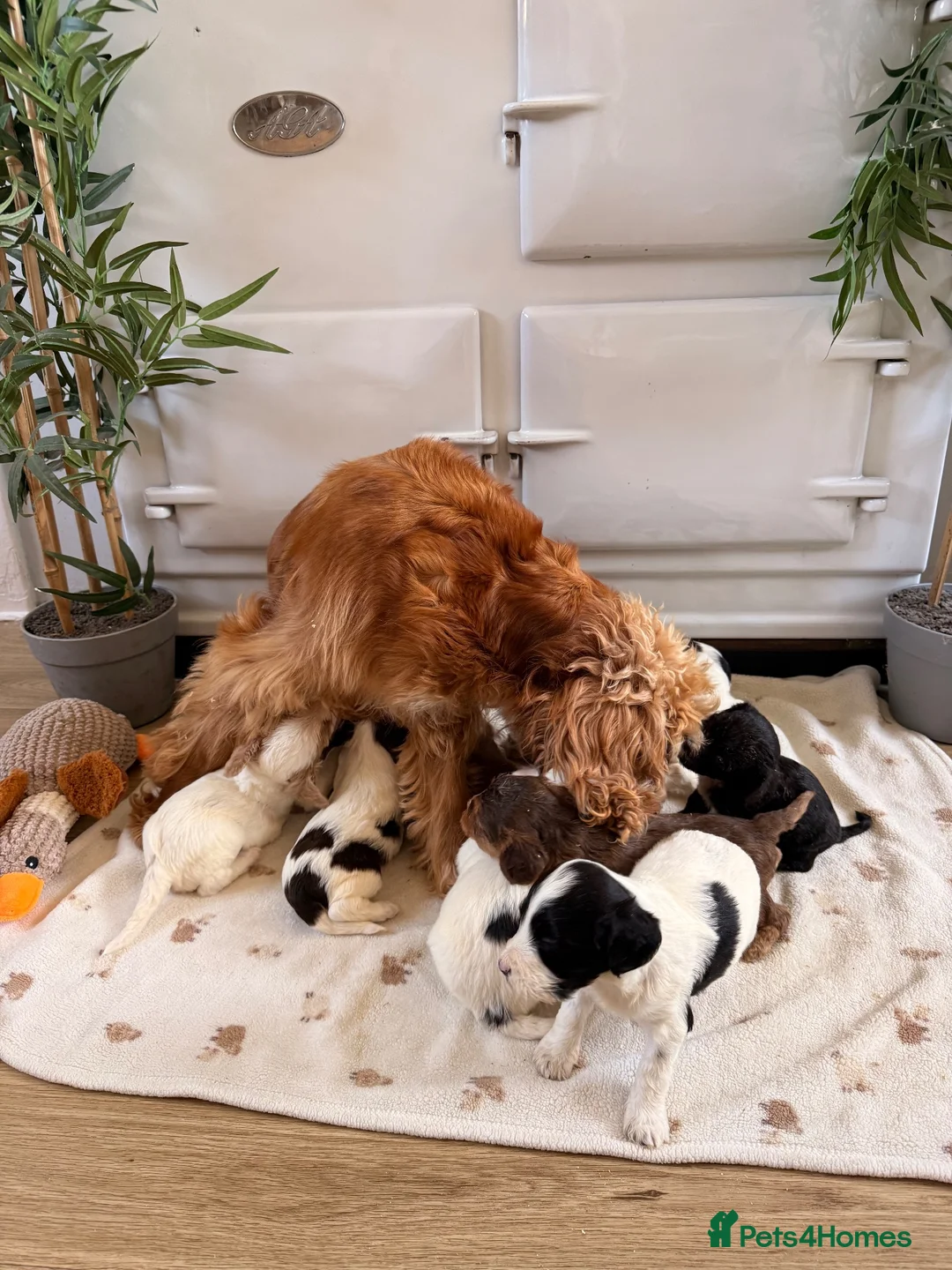 Cockapoo dogs for sale: Beautiful cockerpoo puppies  - Advert 17