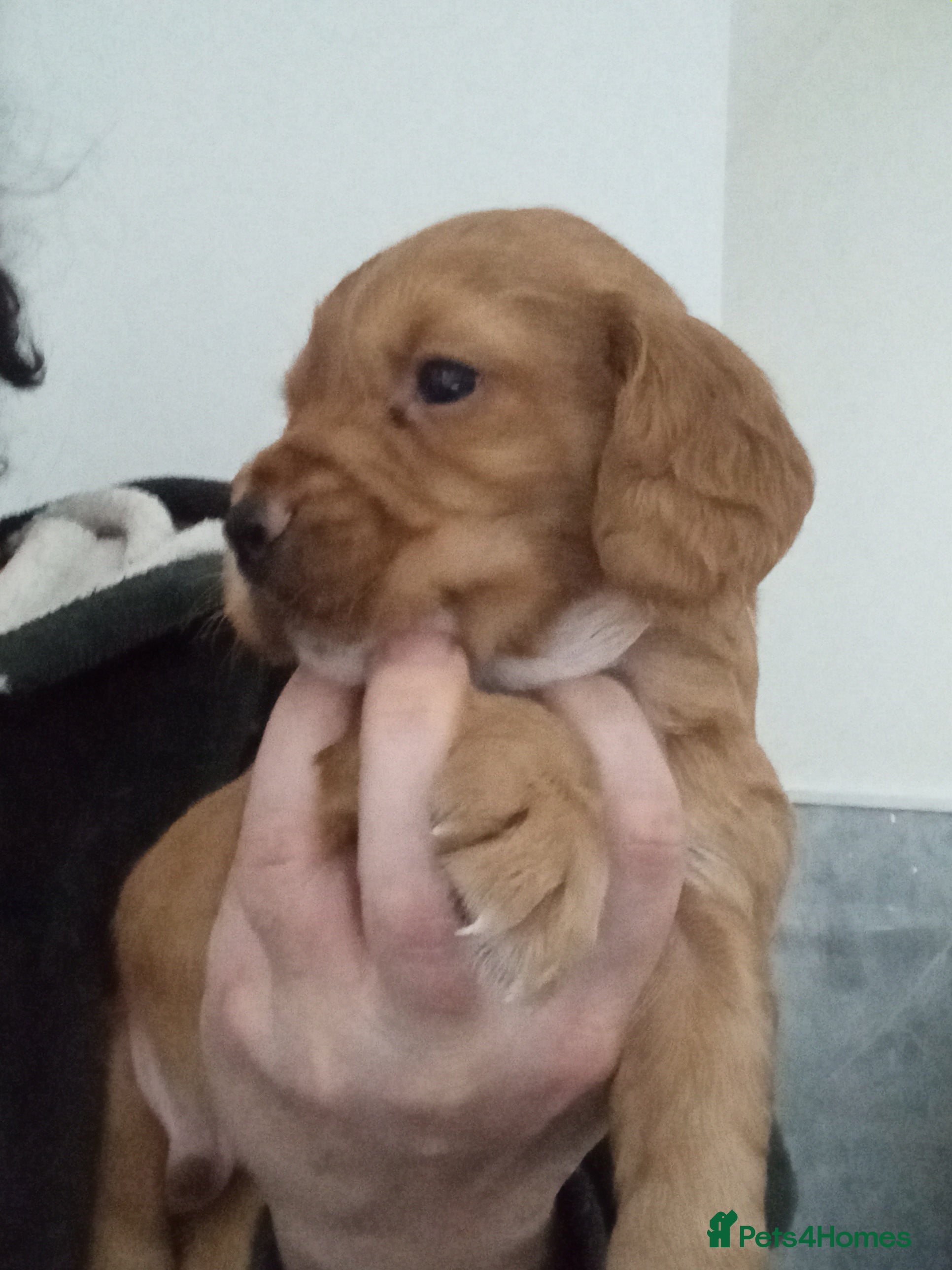 Cocker Spaniel dogs Gorgeous Fox Red Cockerspaniel Babies - Advert 8