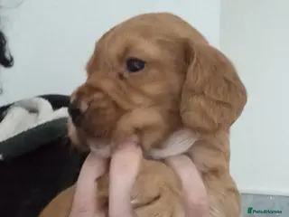 Cocker Spaniel dogs Gorgeous Fox Red Cockerspaniel Babies - Advert 8